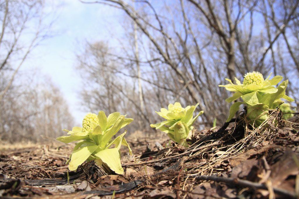 spring