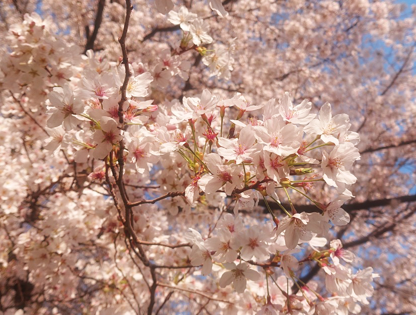 桜