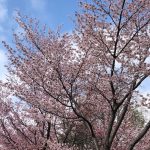 GWが桜の見頃！～北海道のお花見～