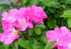 北海道の花 ハマナス の香り お誕生日新聞 スタッフ ブログ