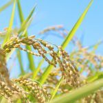 10月、北海道の美味しい秋の味覚