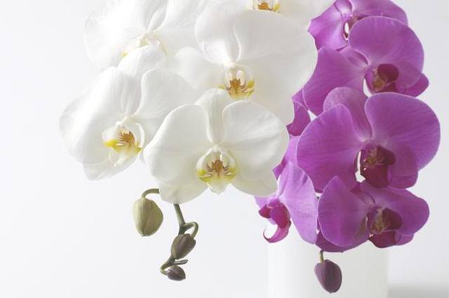 フラワーギフト